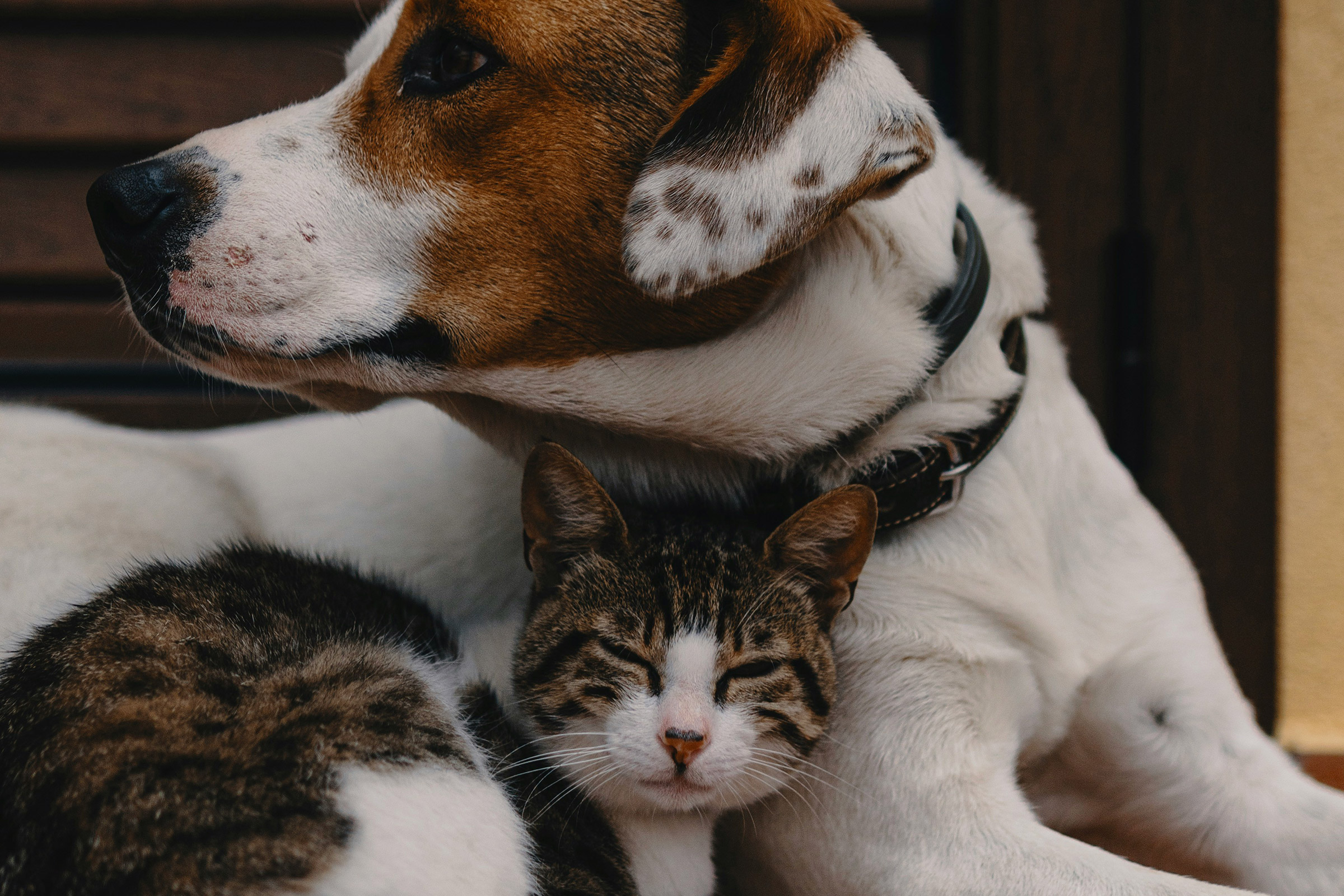 oakbridge-pet-care-hero