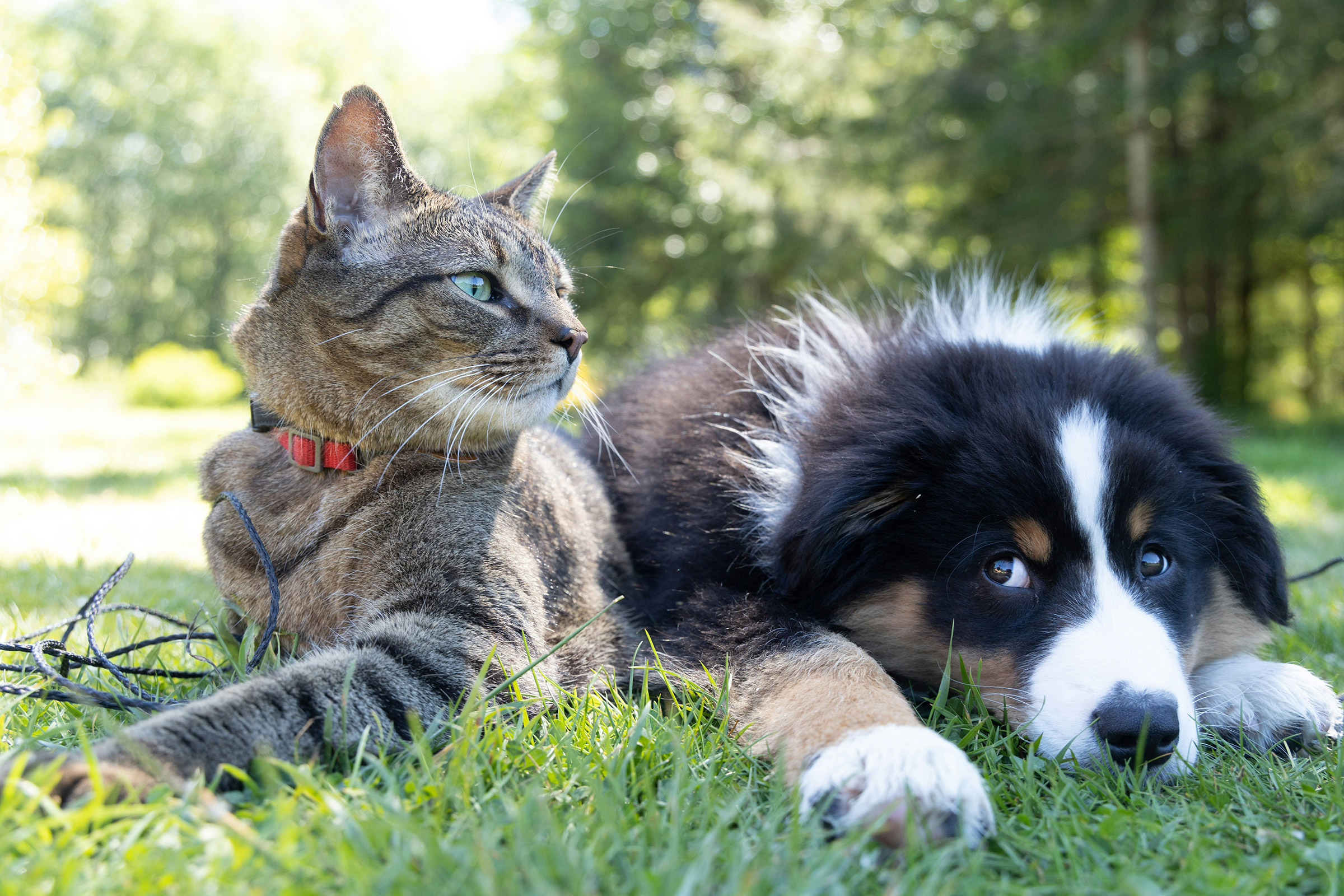 oakbridge-pet-care-hero2