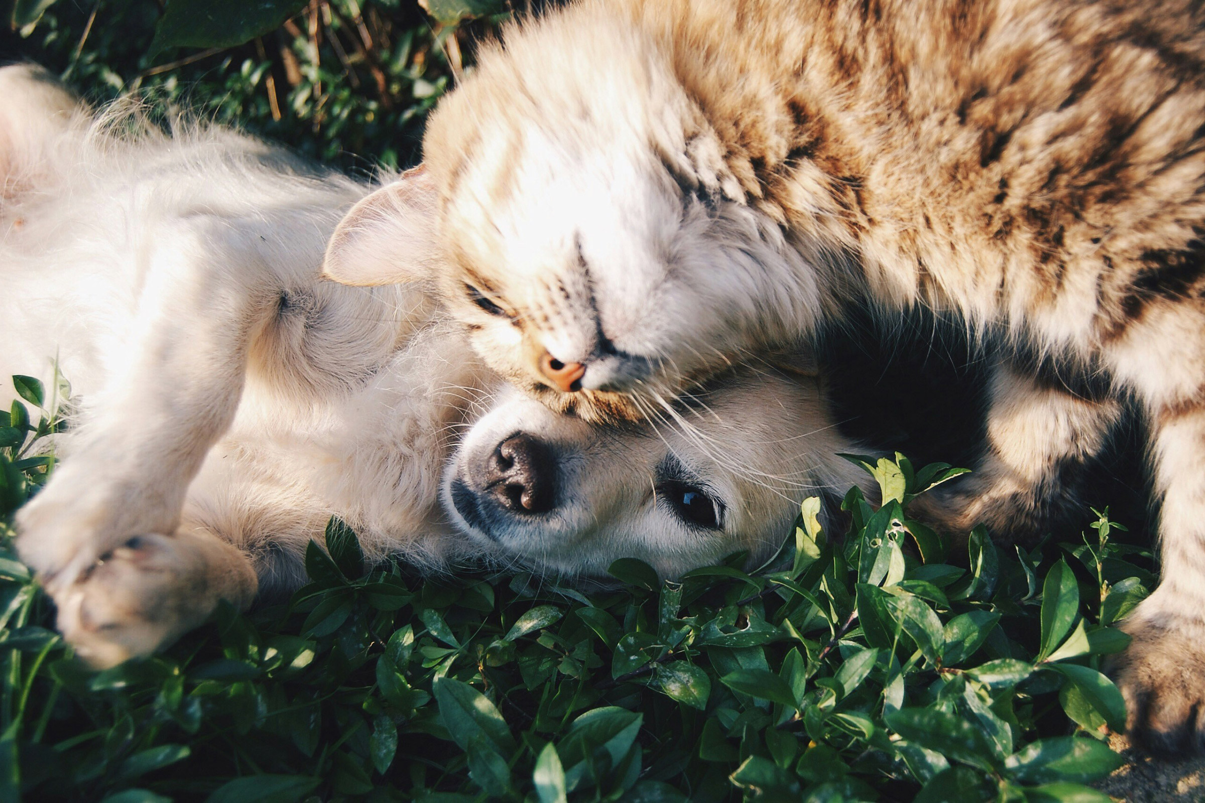 oakbridge-pet-care-hero3
