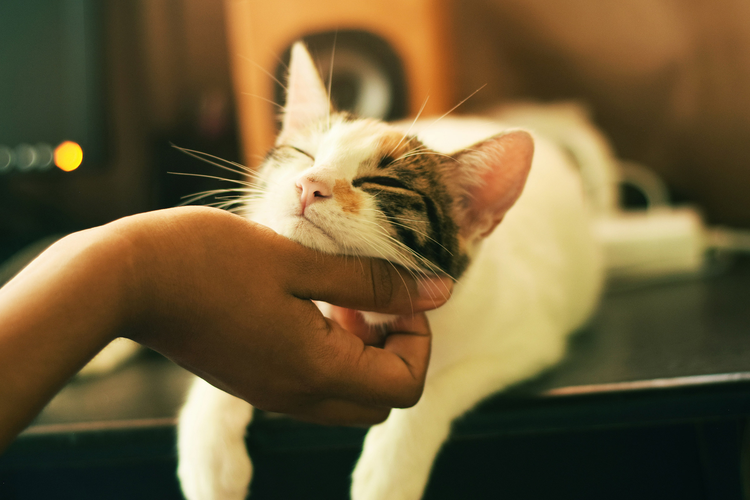 oakbridge-pet-care-hero5